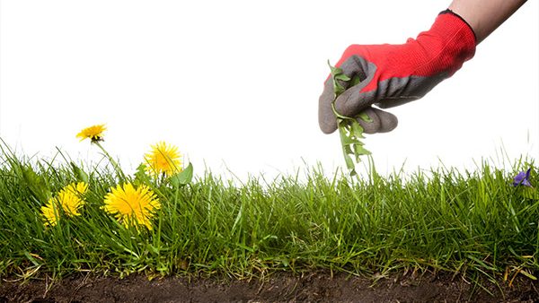 Are You Pulling the Weeds but Leaving the Roots?
